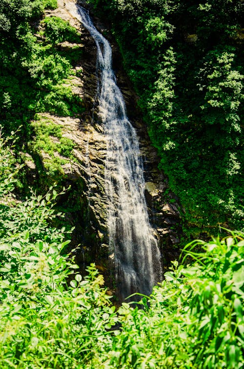 Waterfalls in the Middle of Green Plants