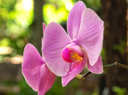 Fotobanka s bezplatnými fotkami na tému fialové orchidey, kvety, nádherné kvety
