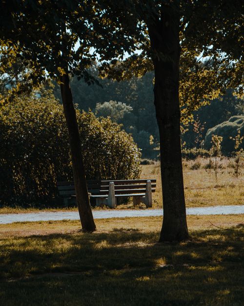 Free Tranquil park scene with a wooden bench surrounded by trees and sunlight in St. Petersburg. Stock Photo