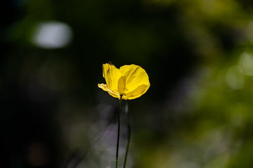 Close-up of a Welsh Poppy