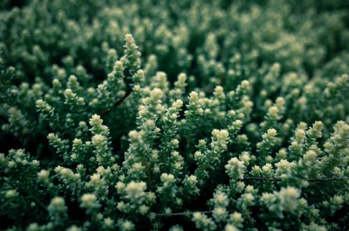 Free Detailed close-up view of lush greenery with small white blossoms creating a serene natural scene. Stock Photo