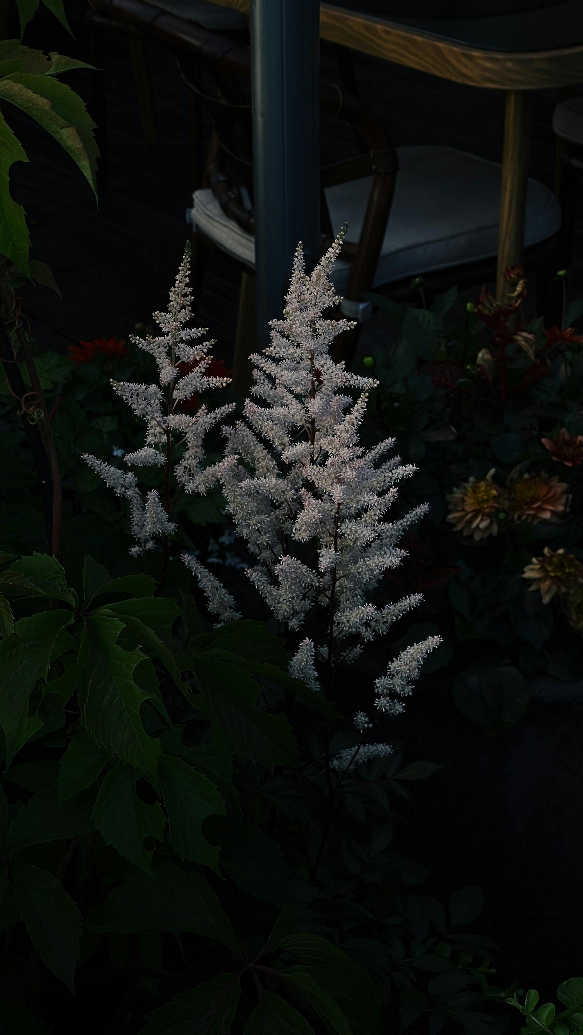 Astilbe Photos, Download The BEST Free Astilbe Stock Photos & HD Images