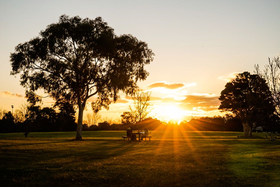 Trees on Green Grass Field during Sunset · Free Stock Photo