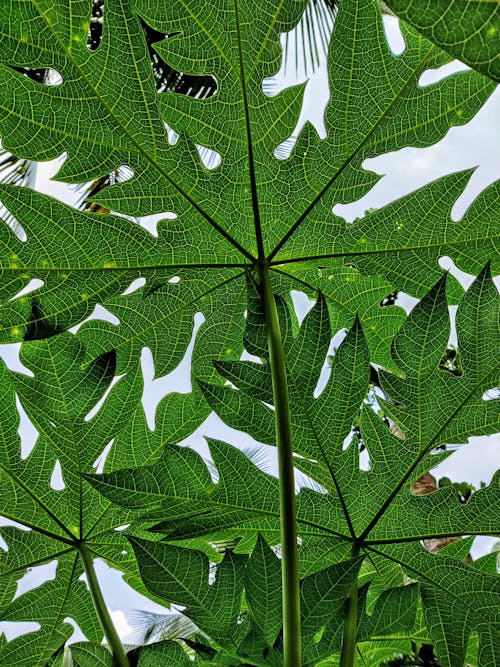 Close-Up Shot of Papaya Leaf