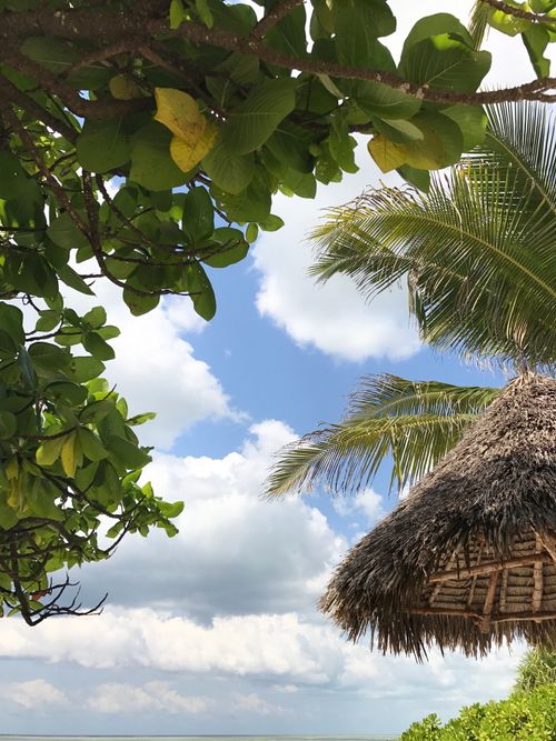 Free A serene tropical scene featuring palm trees and a traditional nipa hut under a blue sky. Stock Photo