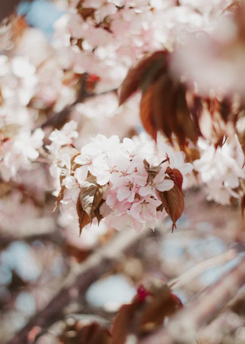 Close-Up Photograph of Cherry Blossoms