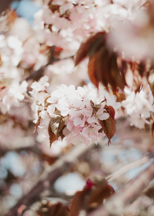 Gratis stockfoto met bloeien, bloemblaadjes, bloemen