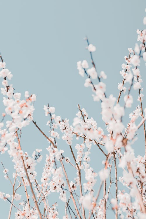 Close-Up Shot of Cherry Blossoms in Bloom · Free Stock Photo