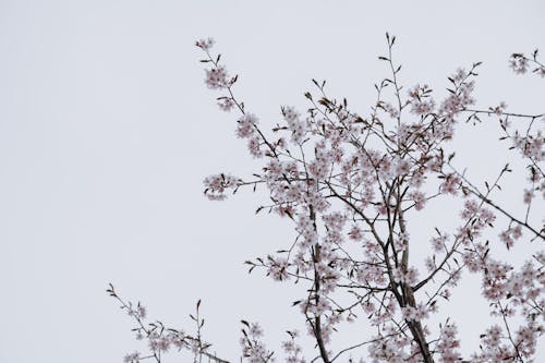 Low Angle Shot of Cherry Blossom Tree Branches 