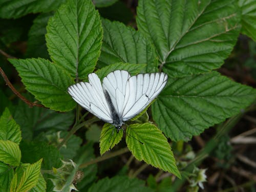 Foto profissional grátis de artrópode, borboleta, empoleirado