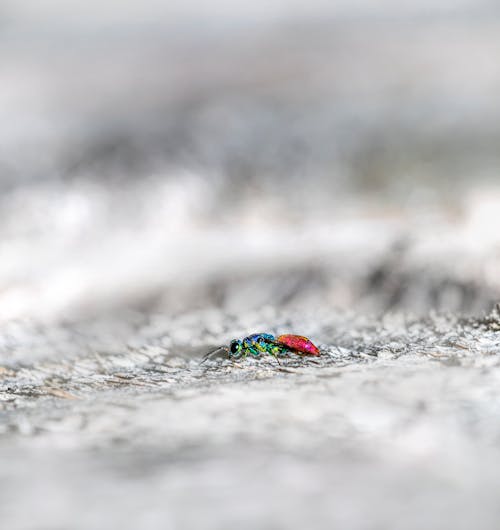 Free Macro Shot of a Ruby-Tailed Wasp Stock Photo