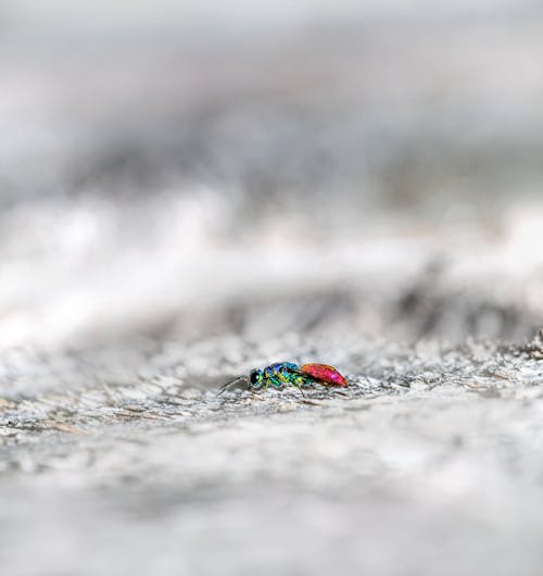 Foto profissional grátis de entomologia, fechar-se, fotografia de insetos