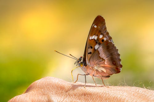 Close-Up Photograph of a Poplar Admiral on a Person's Hand