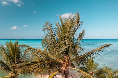 Immagine gratuita di alberi di cocco, esotico, mare