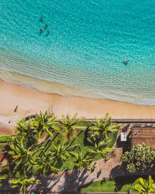 Drone Shot of a Beach with Green Palm Trees