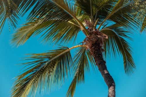 Free A close-up view of a palm tree with vibrant green leaves against a clear blue sky, evoking a tropical feel. Stock Photo