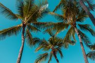 Green Palm Tree Under Blue Sky