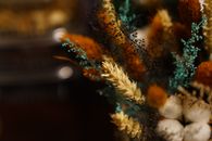 White and Brown Plant in Close Up Photography