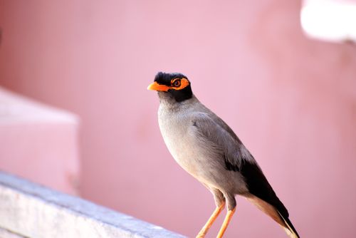 Free A detailed close-up shot of a myna bird perched with a soft pink background, highlighting its vibrant features. Stock Photo