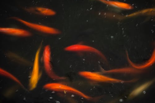 Free Red and Yellow Koi Fish Stock Photo