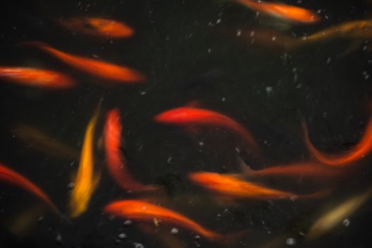 fish photo