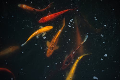 Orange and Yellow Koi Fish