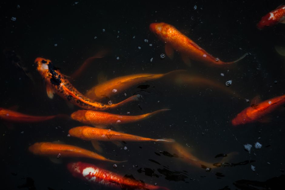 Colorful koi fish swim gracefully underwater, showcasing vibrant hues and natural beauty.