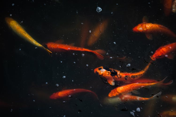 Orange Koi Fish In The Water