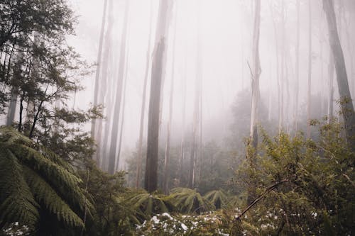 Free Green Plants and Trees Covered With Fog Stock Photo