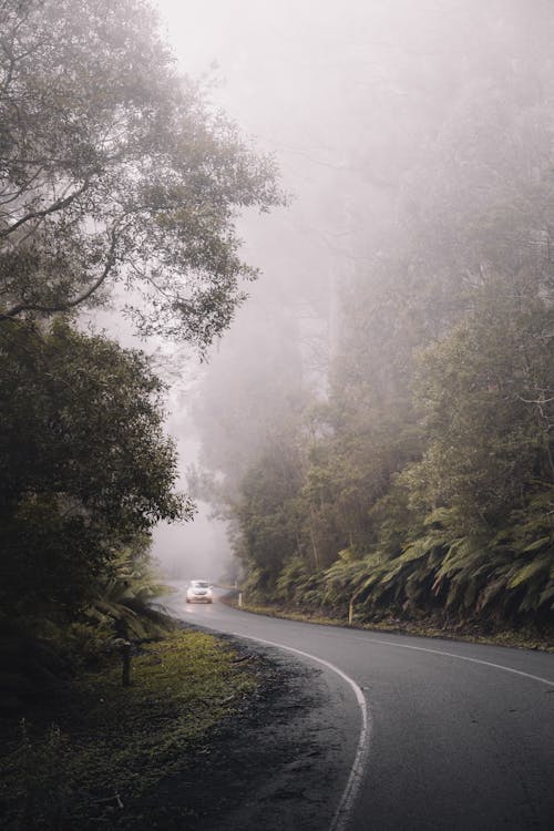 A Car on the Foggy Road Across the Forest