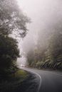 Gray Asphalt Road Between Green Trees Covered With Fog