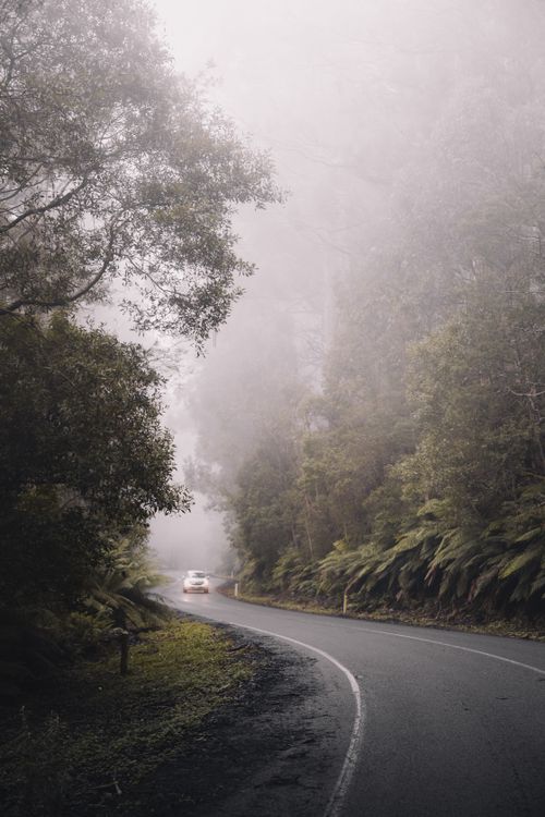 Free Serene foggy road through lush forest in Warburton, VIC, Australia, perfect for travel scenes. Stock Photo