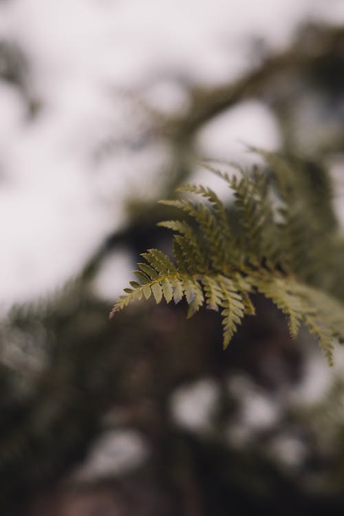 Close Up Shot of a Fern Leaf