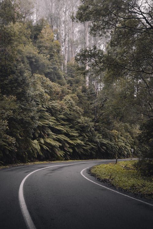 Free Asphalt Road Across the Forest Stock Photo
