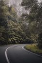 Gray Concrete Road Between Green Trees