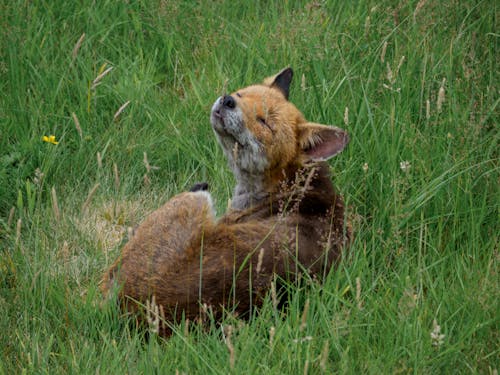 Free Brown Fox on Grass Field Stock Photo