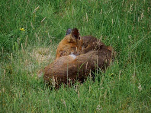 A Fox Sleeping on the Grass