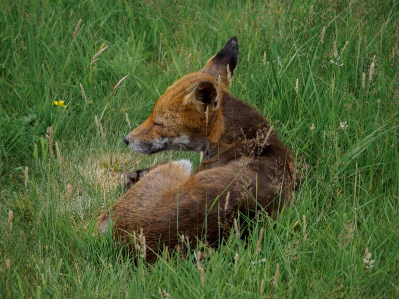 A red fox resting in a sunlit meadow — photo by Brett Jordan on Pexels