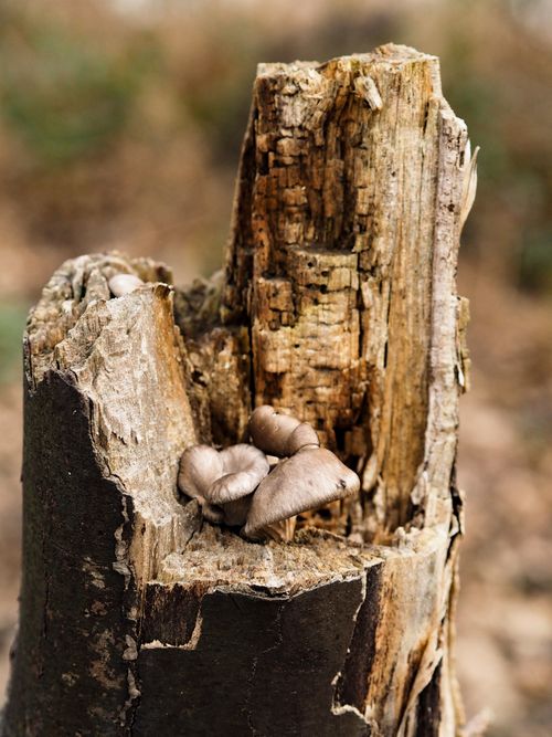 Free Detailed close-up view of mushrooms growing on a weathered tree stump in a natural setting. Stock Photo