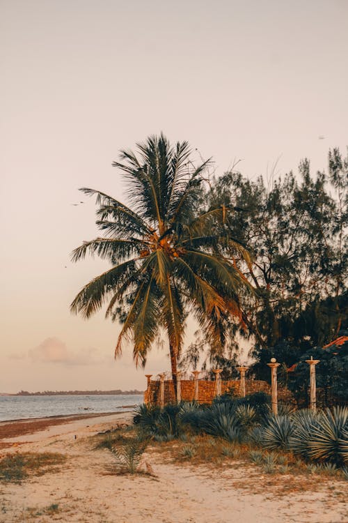 Free Photo of Palm Tree On Seashore Stock Photo
