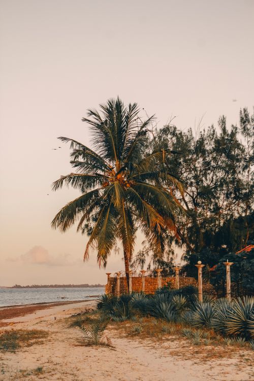 Free Majestic coconut palm tree by the tranquil seaside during sunset, offering a warm tropical vibe. Stock Photo
