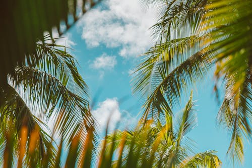 Leaves of Palm Trees