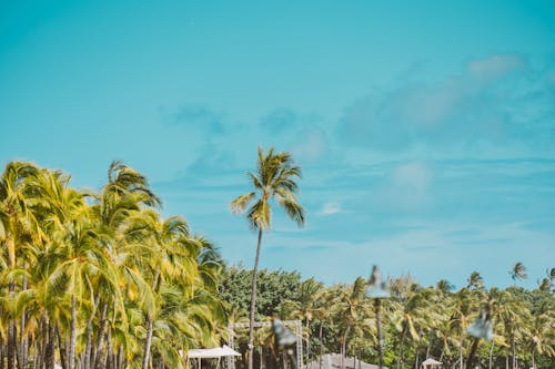 Clouds over Palm Trees