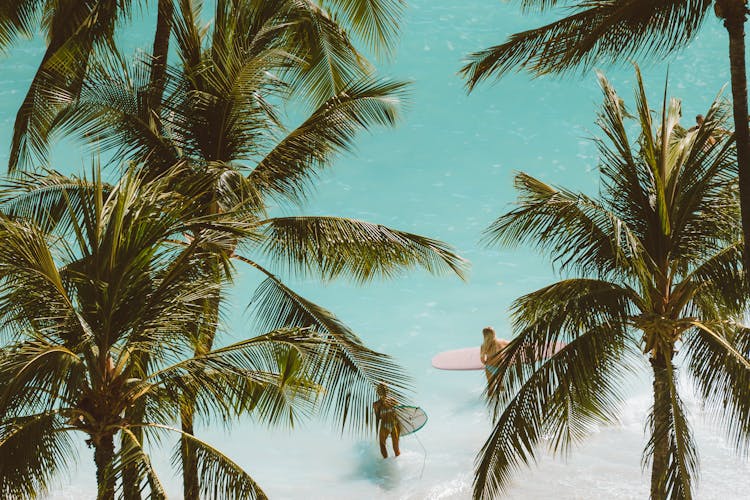 Palm Trees On Turquoise Ocean In Background