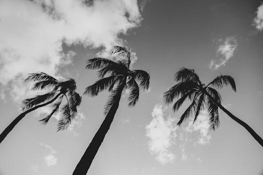 A striking black and white photo of palm trees reaching skyward against a cloudy sky.
