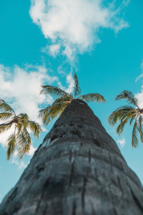 Low Angle View of a Palm Tree