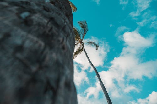 Palm Tree against Blue Sky