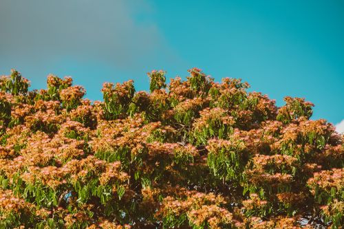 Free Bright green foliage and blooming flowers against a clear summer sky. Stock Photo