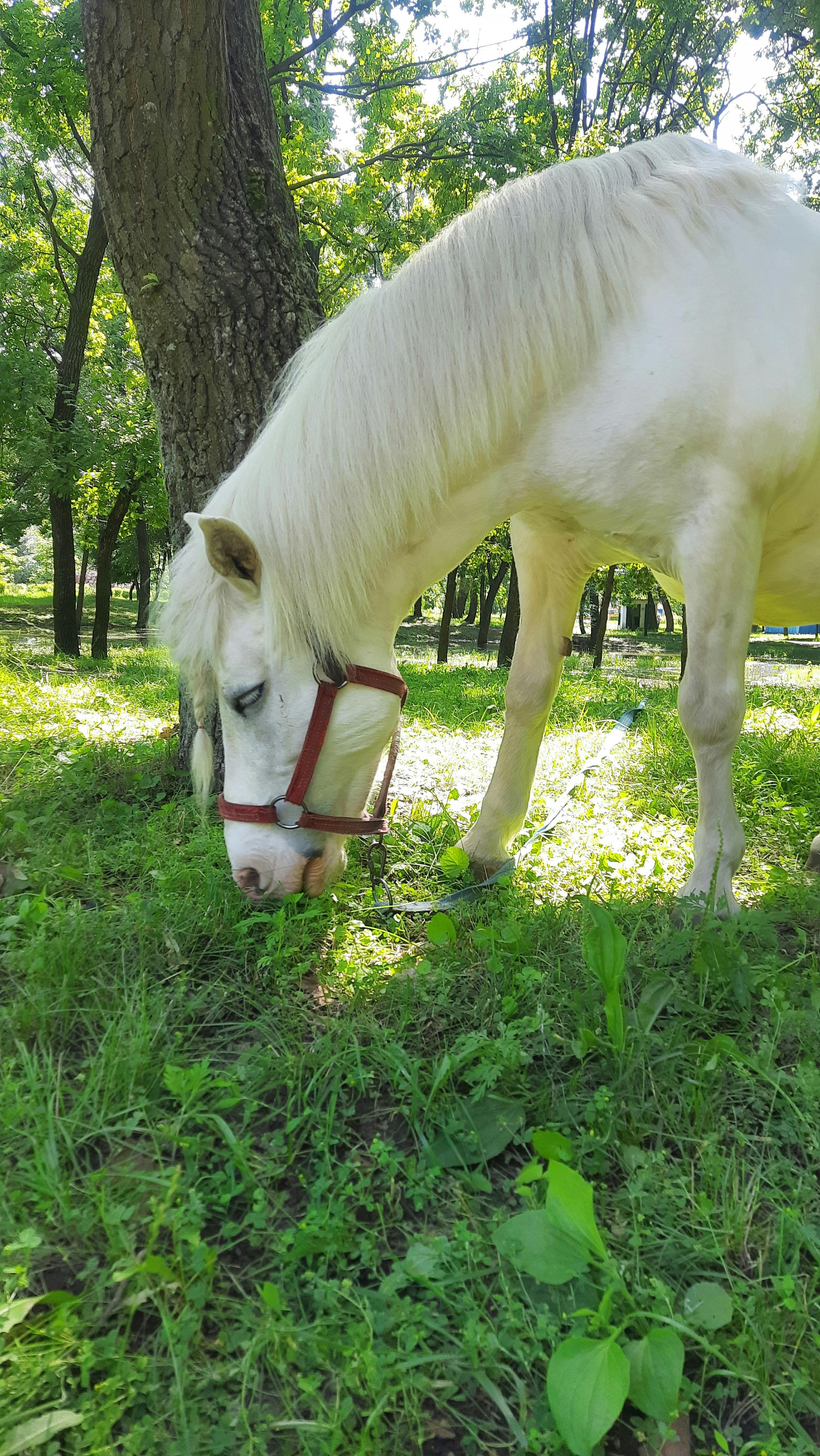 A serene white horse grazing peacefully in a lush green forest setting during spring.