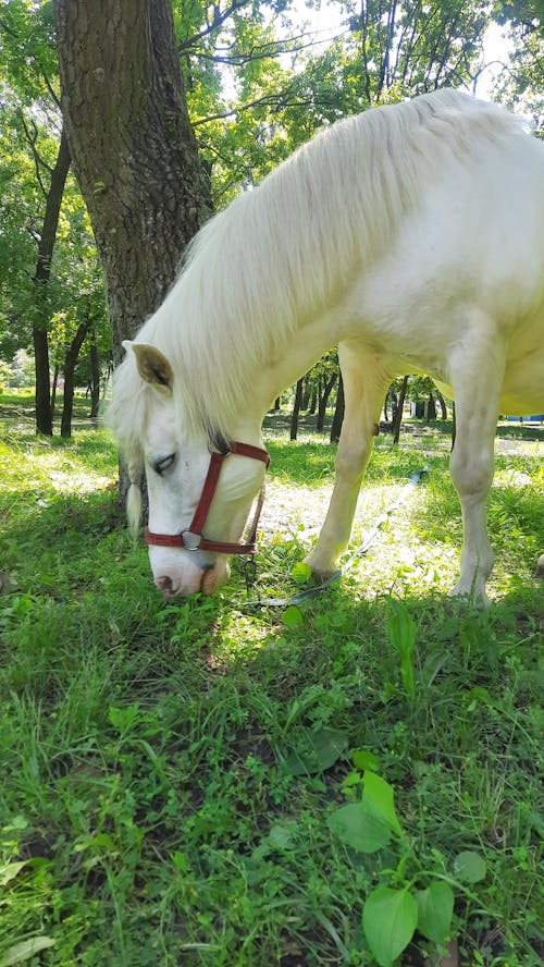A White Horse Grazing on a Grassy Field